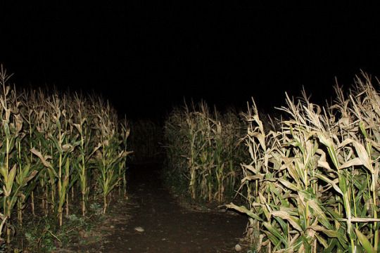 Corn Field at night